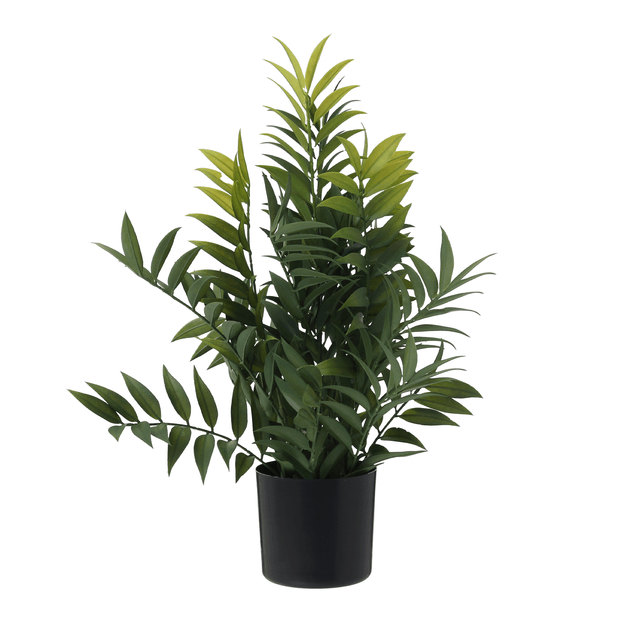 FICUS-PRETO-VERDE-FICUS_ST1