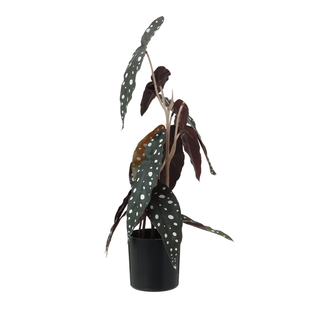 ARRANJO-BEGONIA-MACULATA-PRETO-VERDE-BEG-NIA-MACULATA_ST1