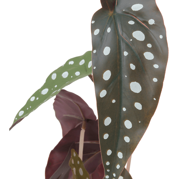 ARRANJO-BEGONIA-MACULATA-PRETO-VERDE-BEG-NIA-MACULATA_ST3