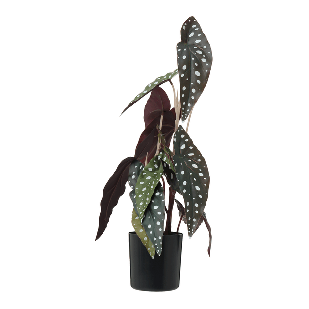 ARRANJO-BEGONIA-MACULATA-PRETO-VERDE-BEG-NIA-MACULATA_ST2