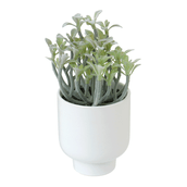 ARRANJO-FLOR-DA-FORTUNA-BRANCO-VERDE-FLOR-DA-FORTUNA_ST0