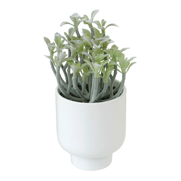 ARRANJO-FLOR-DA-FORTUNA-BRANCO-VERDE-FLOR-DA-FORTUNA_ST0