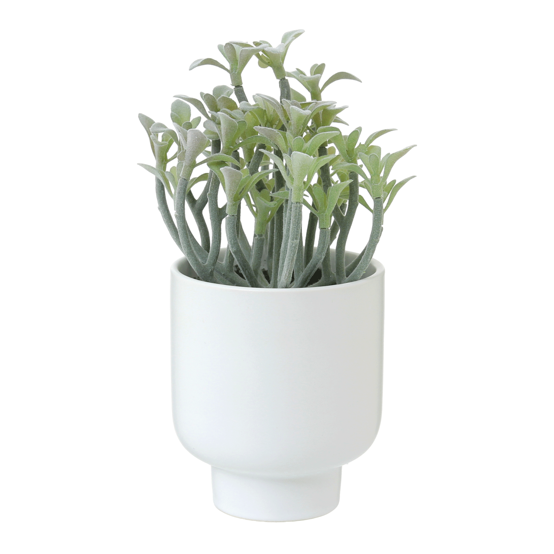 ARRANJO-FLOR-DA-FORTUNA-BRANCO-VERDE-FLOR-DA-FORTUNA_ST1