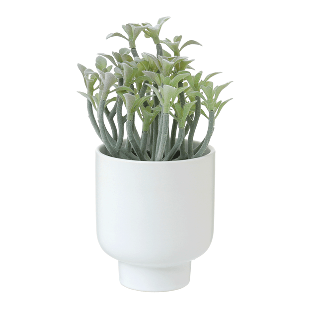 ARRANJO-FLOR-DA-FORTUNA-BRANCO-VERDE-FLOR-DA-FORTUNA_ST1