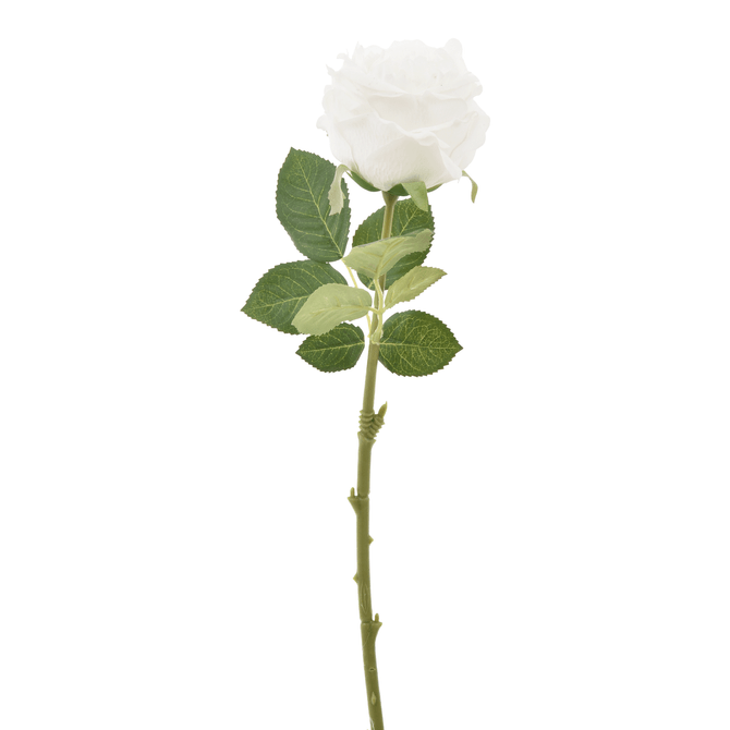 Rose Flor
