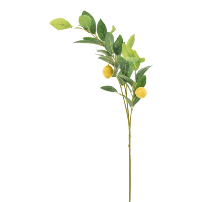 GALHOS FRUTO TROPICAL LIMÃO SICILIANO