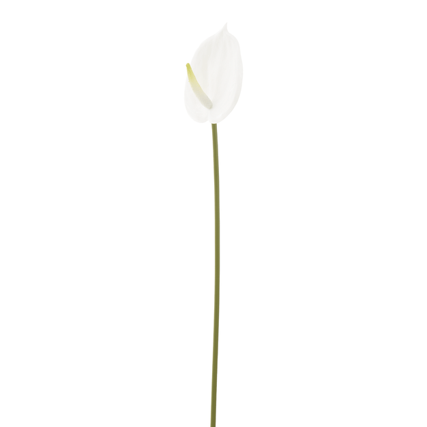 ANTHURIUM-COPO-DE-LEITE-BRANCO-VERDE-ANTHURIUM_ST2