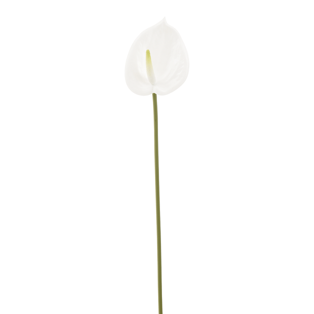 ANTHURIUM-COPO-DE-LEITE-BRANCO-VERDE-ANTHURIUM_ST0