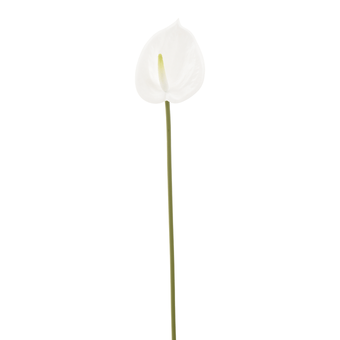 Flor Anthurium Copo De Leite