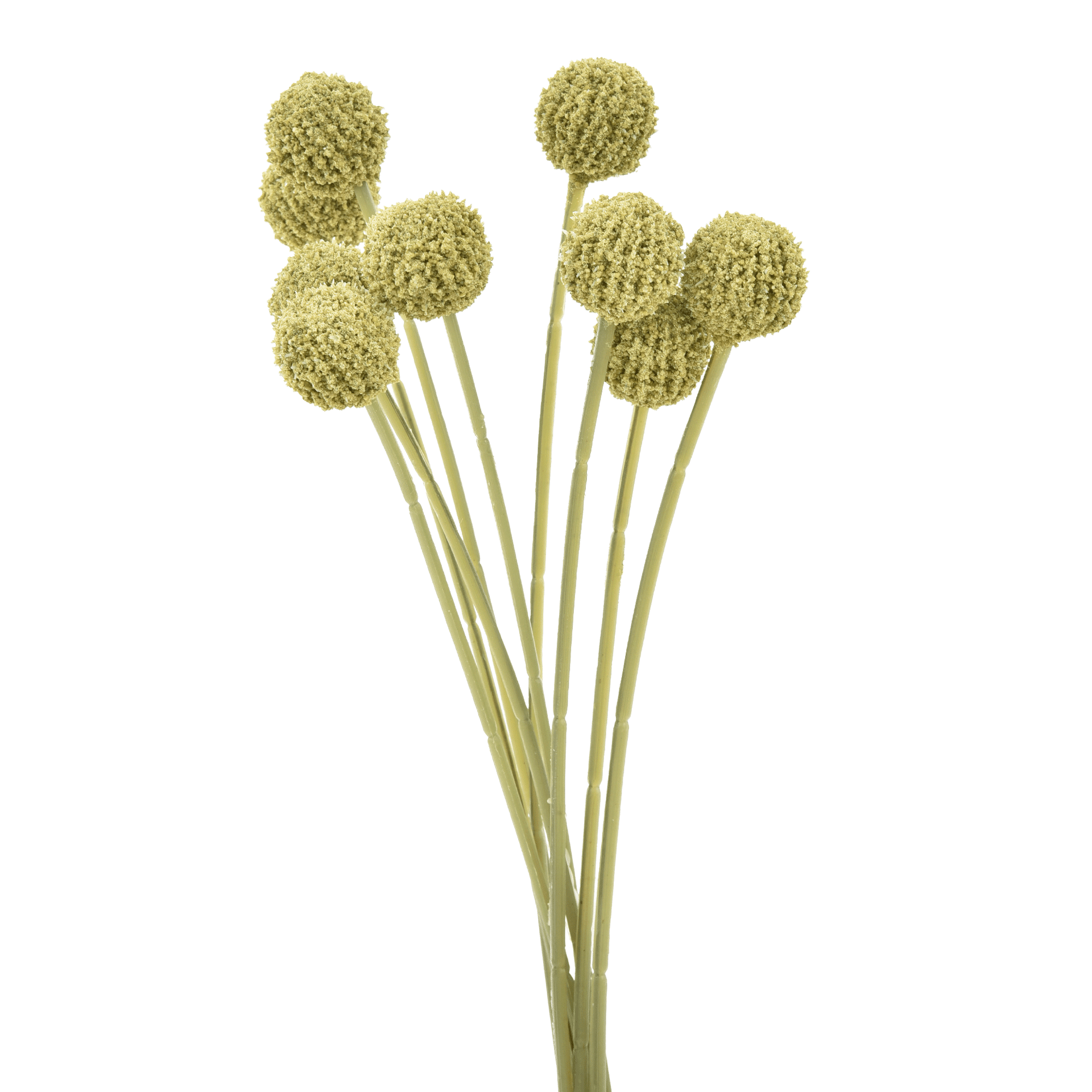 CRASPEDIA-VERDE-AMARELO-CRASPEDIA_ST0