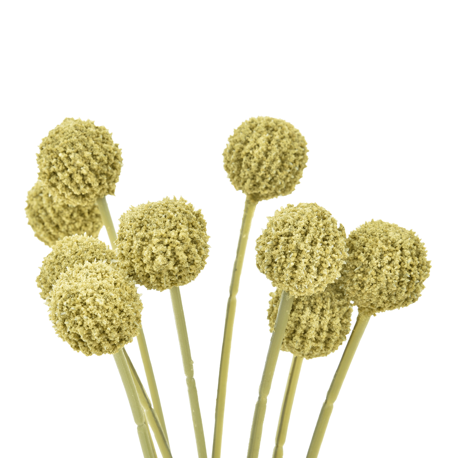 CRASPEDIA-VERDE-AMARELO-CRASPEDIA_ST1