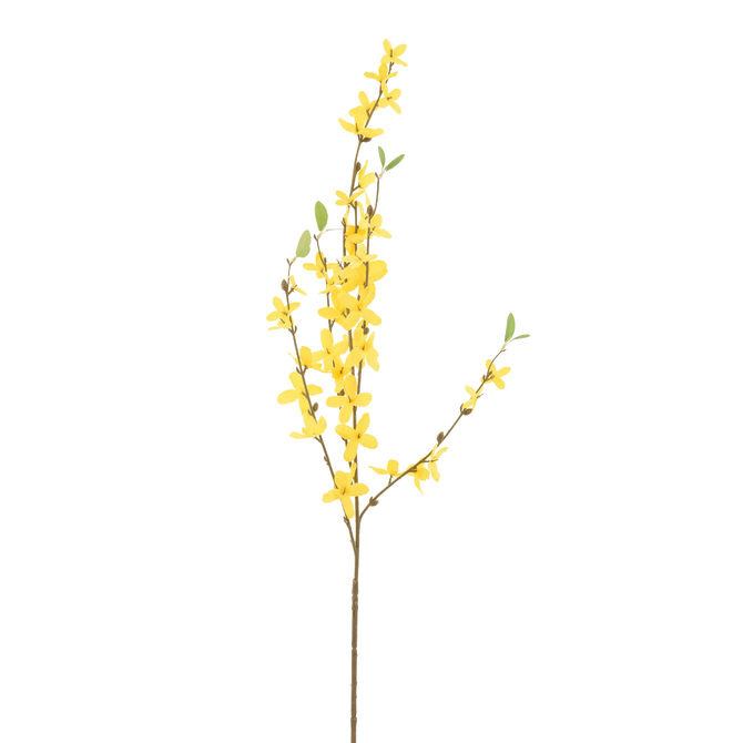 Flor Forsítia