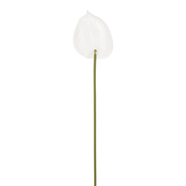 ANTHURIUM-COPO-DE-LEITE-BRANCO-VERDE-ANTHURIUM_ST1