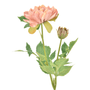 PEONY-VIN-ROSE-VERDE-PEONY_ST1