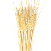 REED-BUSH-BEGE-BEGE-REED-BUSH_ST1