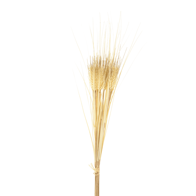Folhagem Reed Bush