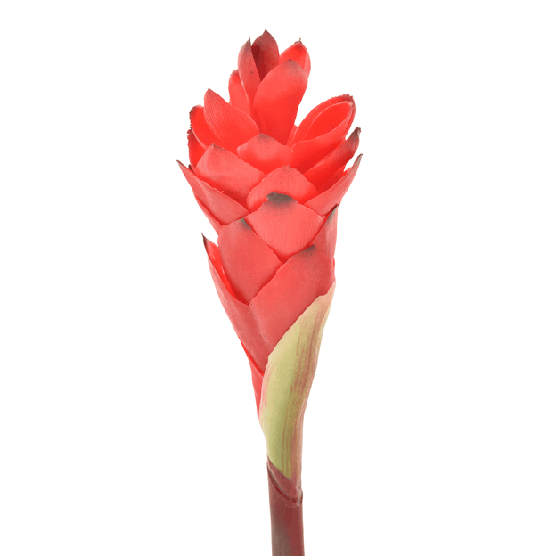 GINGER-VERMELHO-VERDE-GINGER_ST1