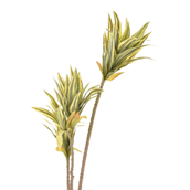 CLOROFITO-VERDE-AMARELO-CLOROFITO_ST1