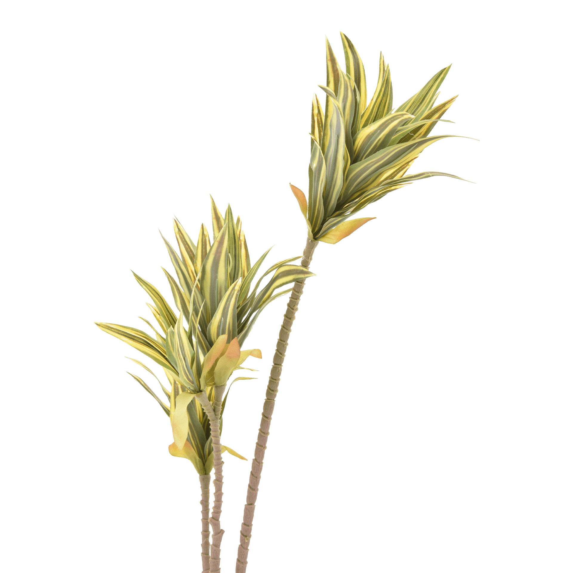 CLOROFITO-VERDE-AMARELO-CLOROFITO_ST1