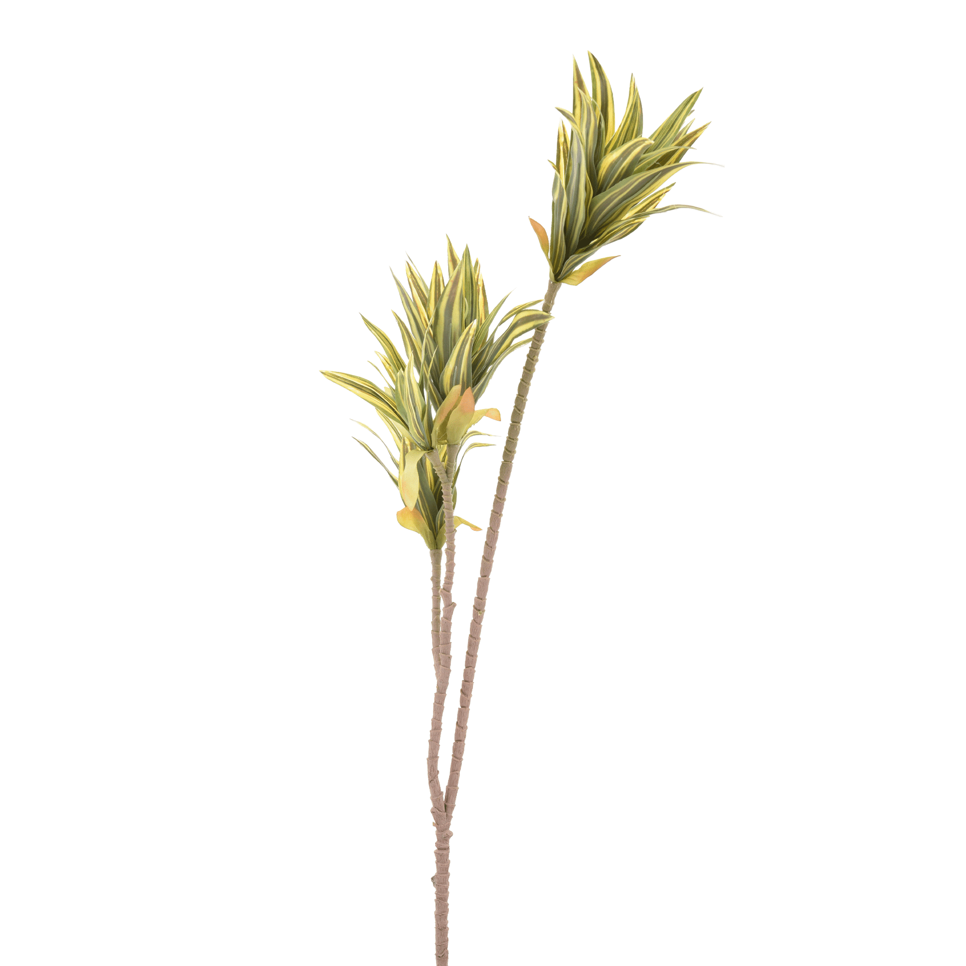 CLOROFITO-VERDE-AMARELO-CLOROFITO_ST0