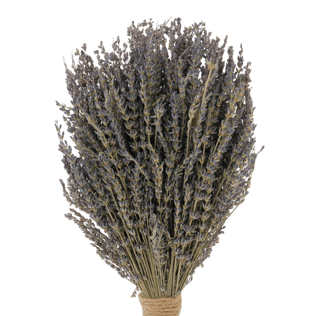 LAVANDA-LAVANDA-MULTICOR-LAVANDA_ST3