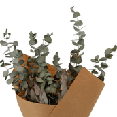 EUCALIPTO-VERDE-FIBRA-CLARA-EUCALIPTO_ST2