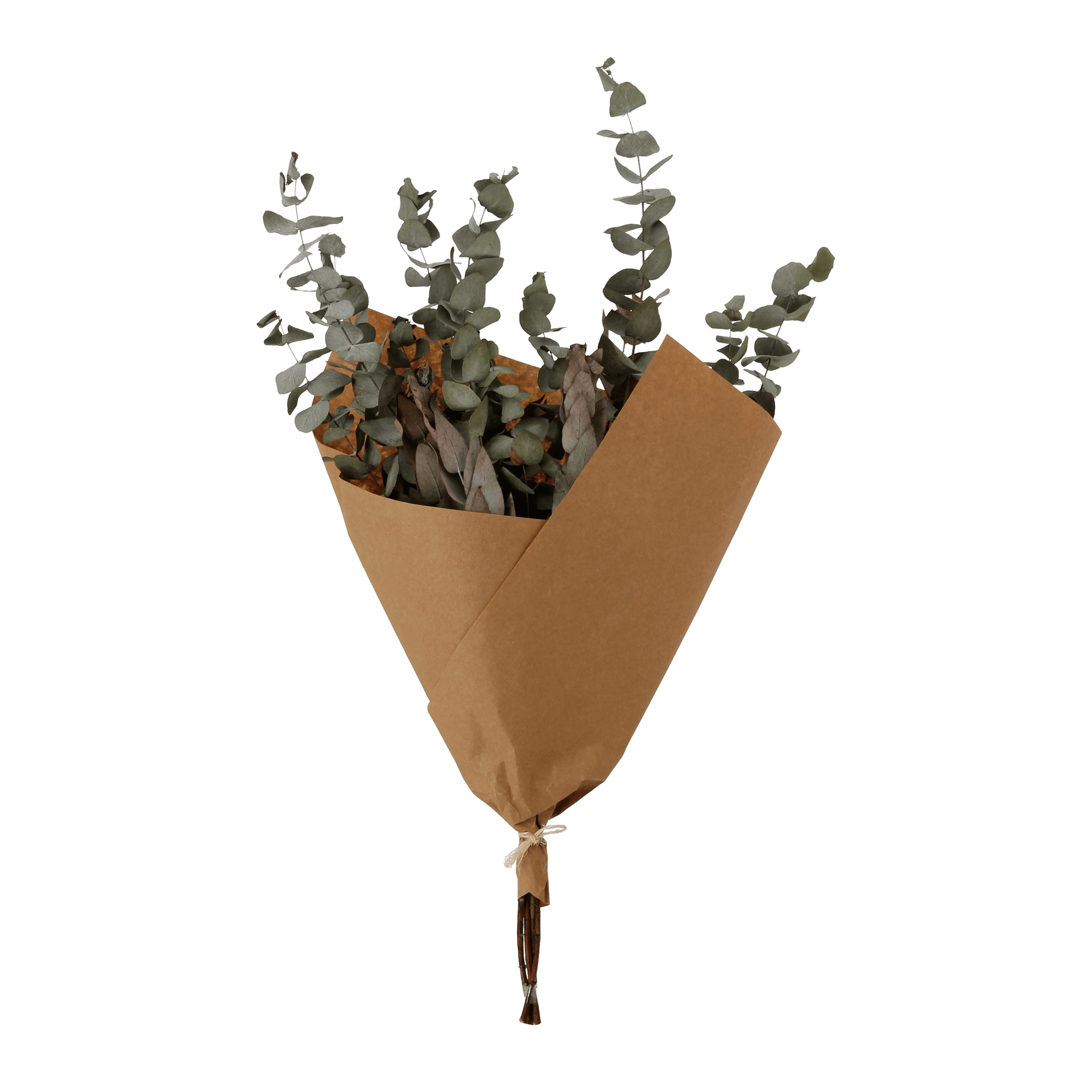 EUCALIPTO-VERDE-FIBRA-CLARA-EUCALIPTO_ST0