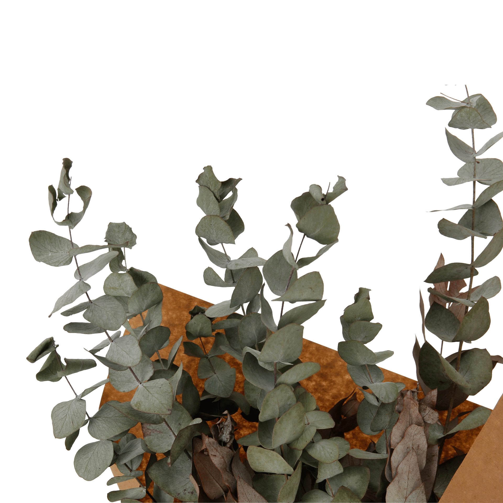 EUCALIPTO-VERDE-FIBRA-CLARA-EUCALIPTO_ST3