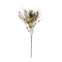 Folhagem aspargo primavera