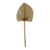 LATANIA-FIBRA-CLARA-LATANIA_ST0