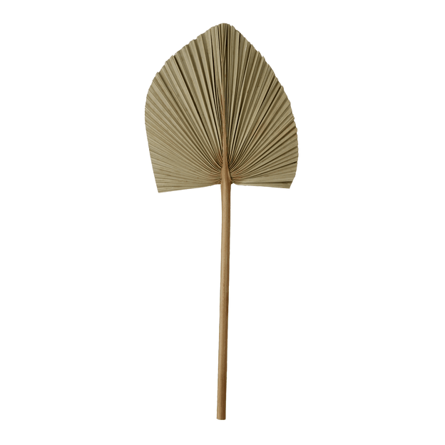 LATANIA-FIBRA-CLARA-LATANIA_ST1