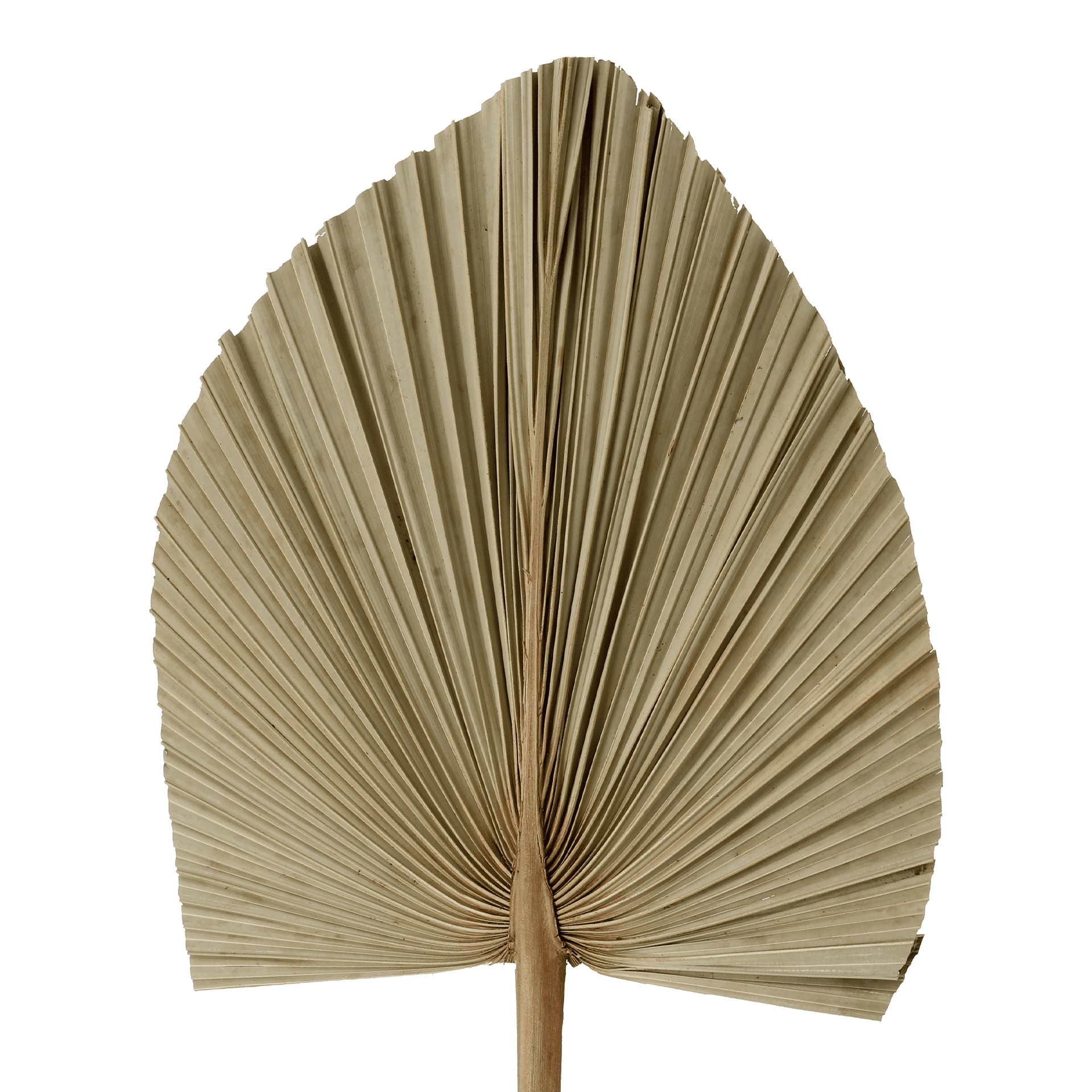 LATANIA-FIBRA-CLARA-LATANIA_ST2