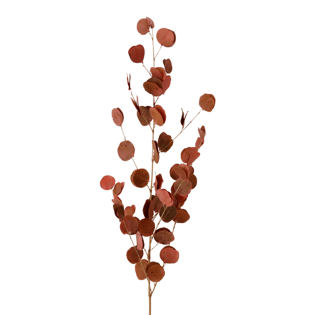 GALHO-MOEDA-VERMELHO-FIBRA-CLARA-GALHO-MOEDA_ST1