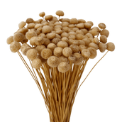 BOTAO-BRANCO-VARIADO-BOT-O-BRANCO_ST3