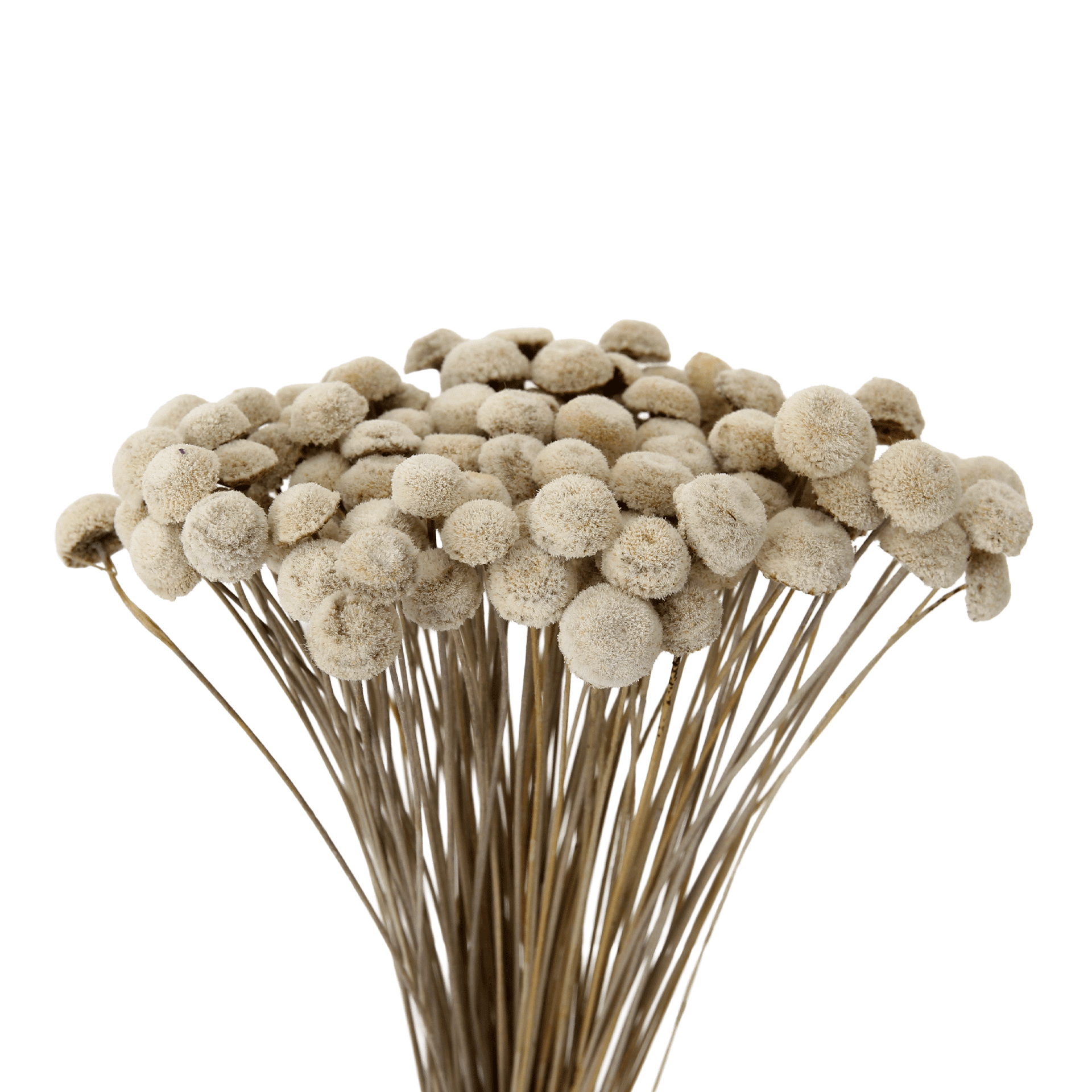 BOTAO-BRANCO-VARIADO-BOT-O-BRANCO_ST2