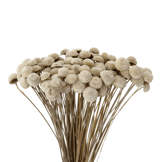 BOTAO-BRANCO-VARIADO-BOT-O-BRANCO_ST2