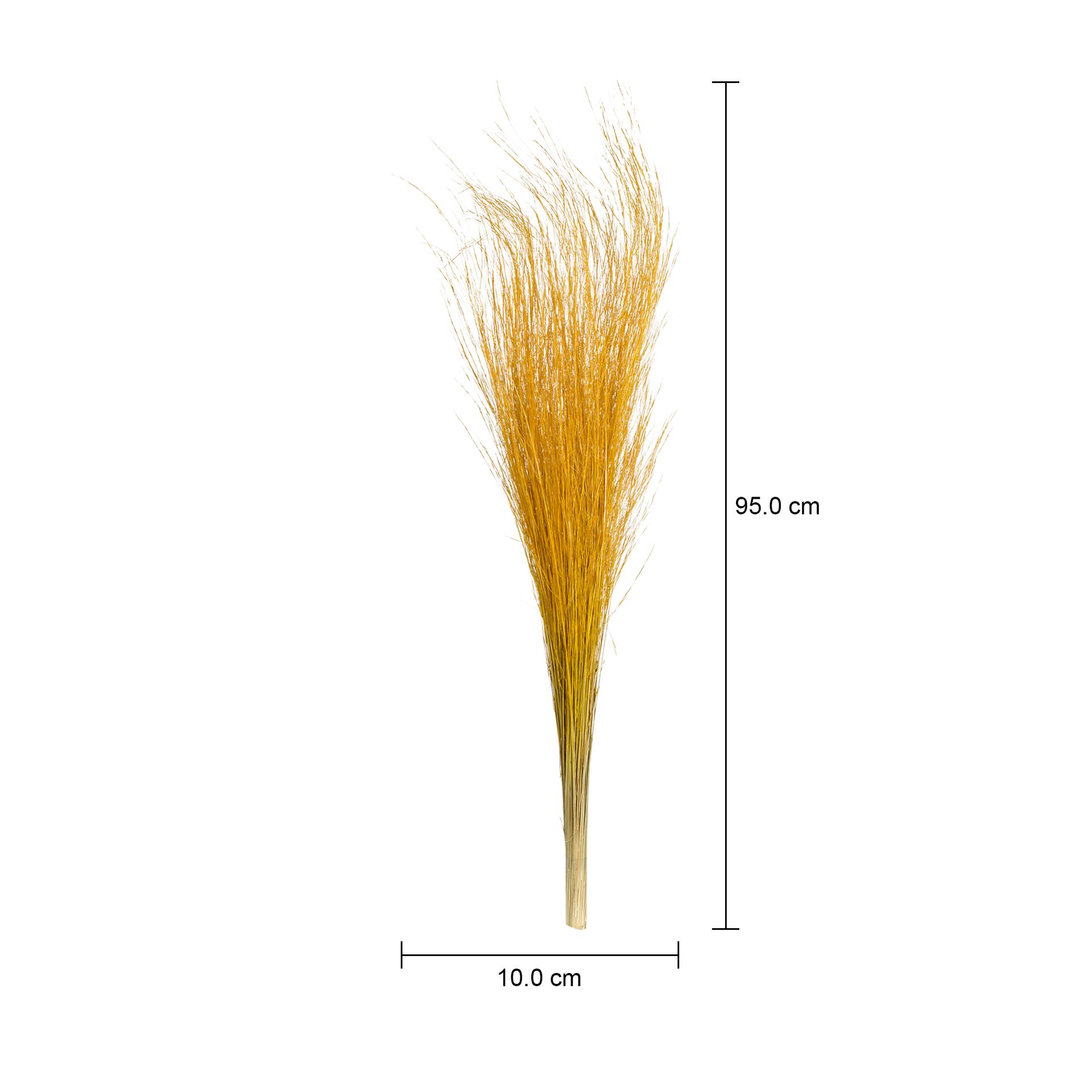 BRILHANTE-FOLHAGEM-ZAFFRON-CAPIM-BRILHANTE_MED